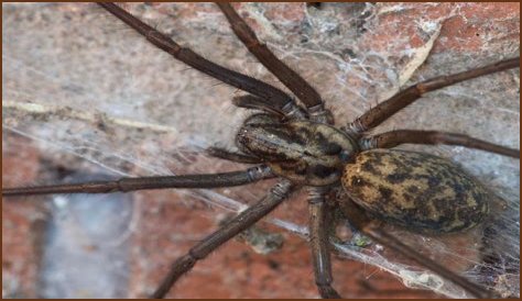 Discover The Fascinating World Of Pregnant House Spiders